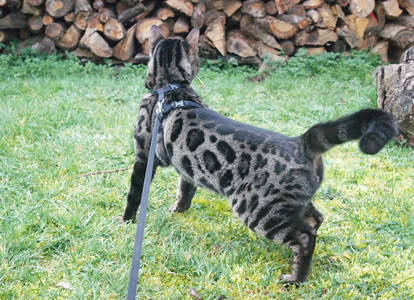 charcoal bengal